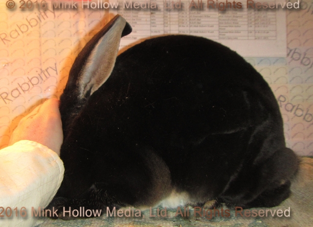 WildCard (black otter) Venus X Callebaut WildCard (black otter) Venus X Callebaut