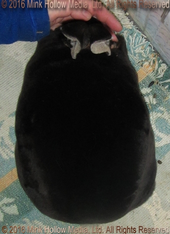 WildCard (black otter) Venus X Callebaut WildCard (black otter) Venus X Callebaut
