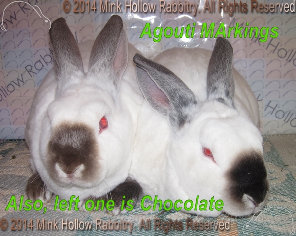 blk-vs-choc-him-cal-2014-02-11_15-45-10_wm.jpg blk-vs-choc-him-cal-2014-02-11_15-45-10_wm.jpg