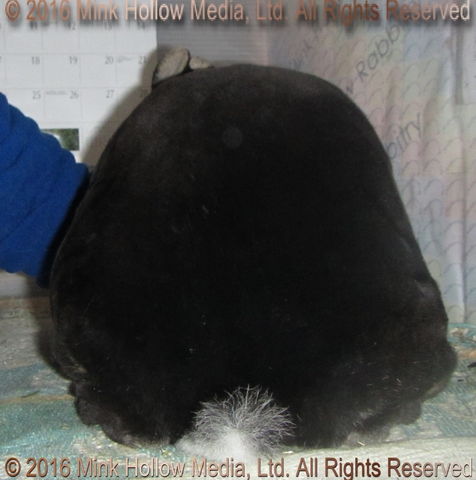 WildCard (black otter) Venus X Callebaut WildCard (black otter) Venus X Callebaut