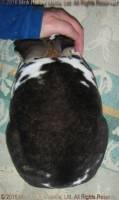 Lorazark/Mink Hollow's Xena (broken castor) Turin X Belle