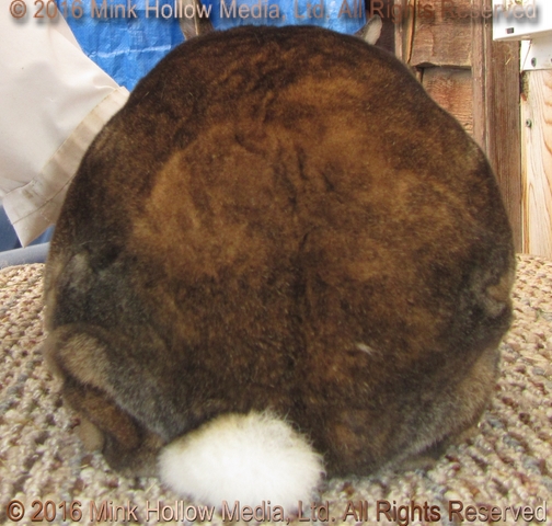 yogi-2016-08-24_17-28-58_wm.jpg