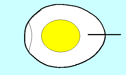 egg-3.png