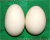 Did you know a single bird will usually lay eggs all the same size and shape?