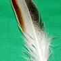 feather14.jpg