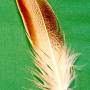 feather7.jpg