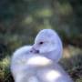 baby-swan.jpg