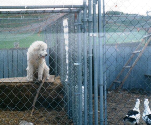 1997-scanner-4.jpg 1997-scanner-4.jpg