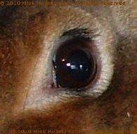 castor-2009-02-18.jpg castor-2009-02-18.jpg