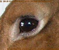 castor-2009-02-22.jpg castor-2009-02-22.jpg