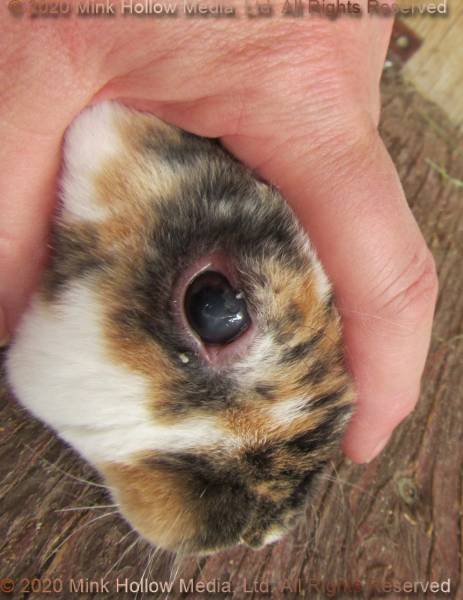 corneal-scarring-dcl2-2020-06-04-17-27-45_wm.jpg corneal-scarring-dcl2-2020-06-04-17-27-45_wm.jpg