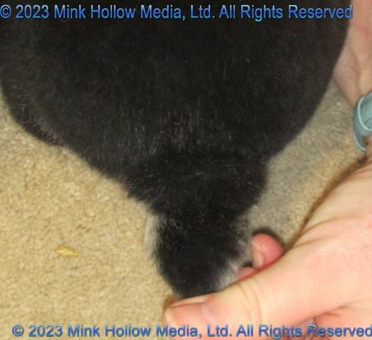 screw-tail-feg1-2022-07-03-17-16-35_wm.jpg screw-tail-feg1-2022-07-03-17-16-35_wm.jpg