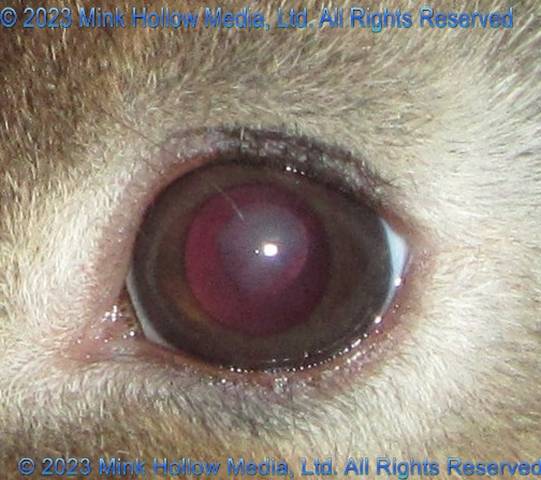 cataract-2016-02-05_19-06-29b_wm.jpg cataract-2016-02-05_19-06-29b_wm.jpg