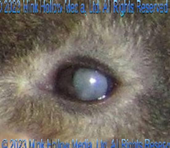 eyes-cloudy-2016-01-07_17-38-17c2_wm.jpg eyes-cloudy-2016-01-07_17-38-17c2_wm.jpg