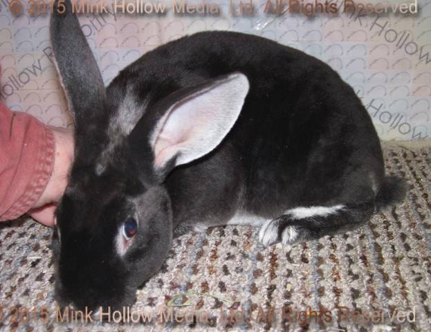 vkc3-2015-01-09_18-06-11_wm.jpg vkc3-2015-01-09_18-06-11_wm.jpg