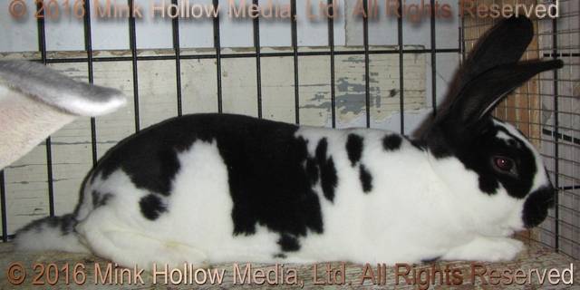 Heckle (broken black) MTR's Stride X Rosewater's Gladys Heckle (broken black) MTR's Stride X Rosewater's Gladys