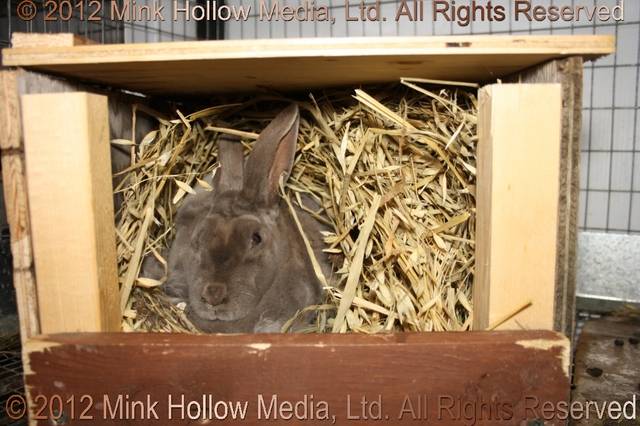 Wooden nestbox: All done. Waiting for the babies to come. Wooden nestbox: All done. Waiting for the babies to come.