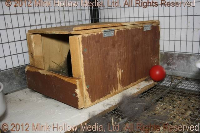 Wooden nestbox: Wooden ones made using plywood, 1×4“ boards, 2×2”. They
measure approximately 18“ deep x 12” wide x 9“ high. I have built a few
that are higher (about 12”) for my bigger does. The does love to sit on top,
so the lid is important. As I breed year-round, I also think the does help to... Wooden nestbox: Wooden ones made using plywood, 1×4“ boards, 2×2”. They
measure approximately 18“ deep x 12” wide x 9“ high. I have built a few
that are higher (about 12”) for my bigger does. The does love to sit on top,
so the lid is important. As I breed year-round, I also think the does help to...