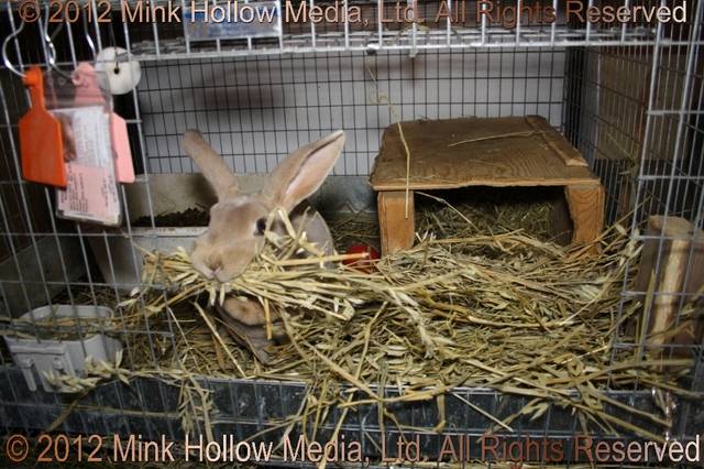 Wooden nestbox: This is Rerun busily building her nest. Wooden nestbox: This is Rerun busily building her nest.