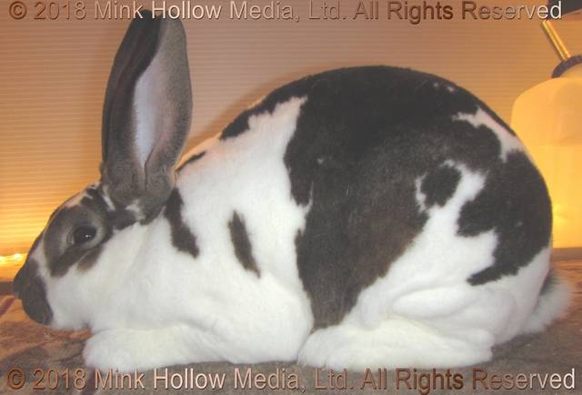 0-main.jpg 0-main.jpg