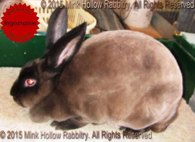 Roloff's Lisa (sable) Roloff's Lisa (sable)