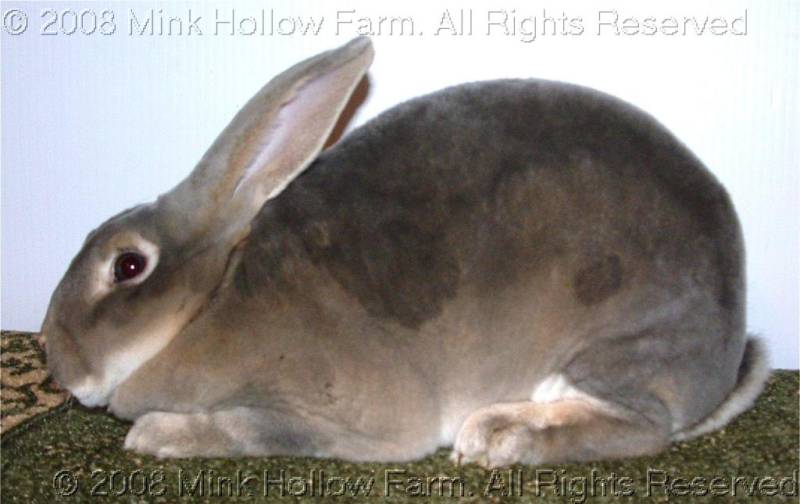 b-pippin-2008-12-07-044.jpg b-pippin-2008-12-07-044.jpg