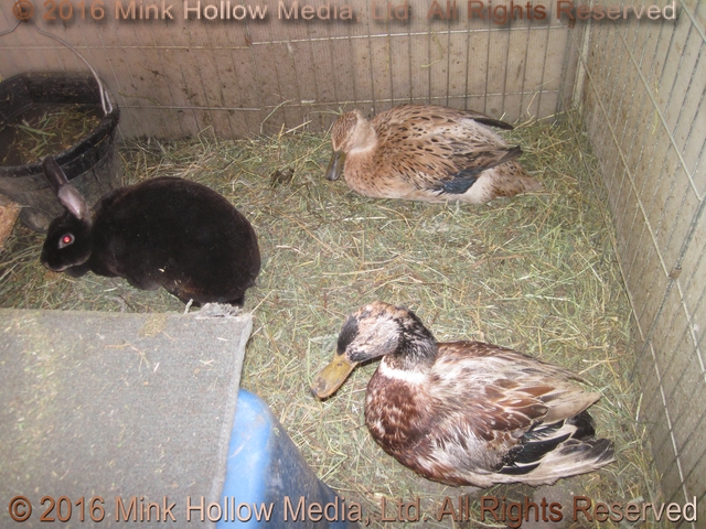 Ra, with retired ducks Ray (17) and Helen (14) 2014 Ra, with retired ducks Ray (17) and Helen (14) 2014