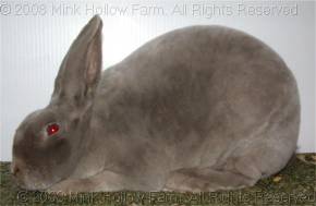 Un-Official Illustrated Rex Standard [Mink Hollow Rabbitry]