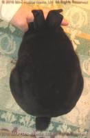 Zippy (black) Bart X Deirna