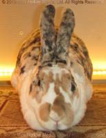 smee-2019-05-20-10-15-02_wm.jpg
