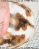 daisy-2020-06-22-15-54-46_wm.jpg