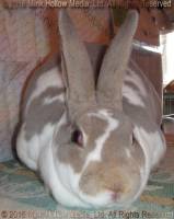 Yasmin (broken lynx) Wedgewood X Wilbur