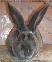 Redwood's Thor (blue) littermate to Venus