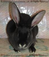 WildCard (black otter) Venus X Callebaut