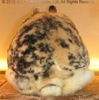 smee-2019-05-20-10-14-48_wm.jpg