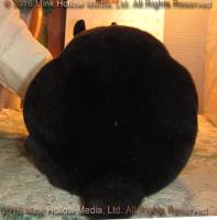 Zippy (black) Bart X Deirna