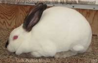 Zowie (Cal doe) WeeCal X Lisa