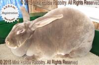 Decker-s Sassy Lassy (lilac otter)