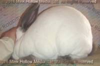 Wee Cal (blue californian) Underdog X Voodoo