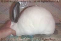 YDG3 (Cal doe) WeeCal X Lisa