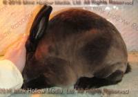 Zen (sable doe) Roloff's Bart X Moonstruck's Deirna