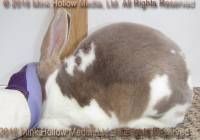 Yasmin (broken lynx) Wilbur X Wedgie