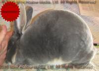 Wreck-It Ralph (blue otter) Thumper X Venus