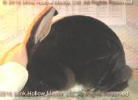 Wild Card (black otter) Callebaut X Venus