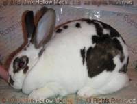 YID1 (broken castor DOE, Thor X Xena)