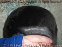 WildCard (black otter) Venus X Callebaut