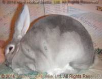 Yin (squirrel) Ulysses X Winter