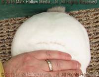 Zowie (Cal doe) WeeCal X Lisa