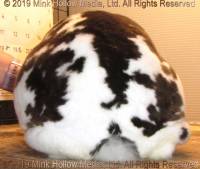 atticus-2019-06-26-15-16-49_wm.jpg