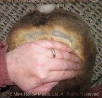 Ulysses (amber) Sherlock X Speedy